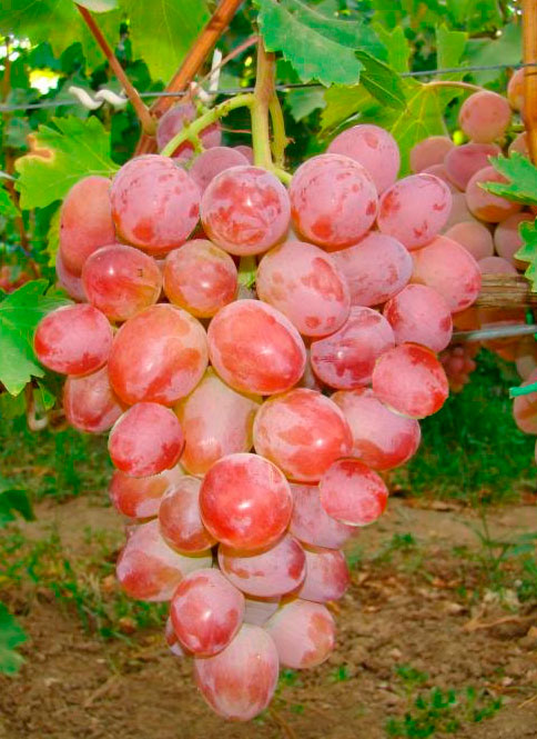 arcadiarozovai