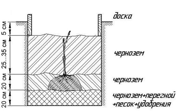 Схема ямы под виноград