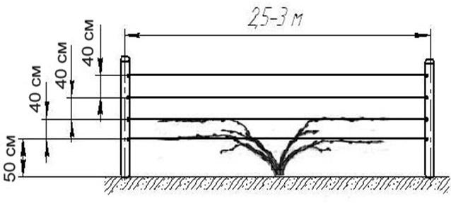 Схема подвязки винограда на одноплоскостной шпалере